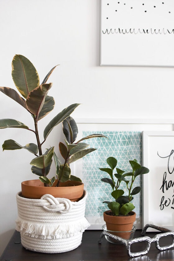 Best Sunlight Levels for Indoor Houseplants Delineate Your Dwelling