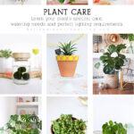 Plant care