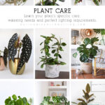 Plant Care