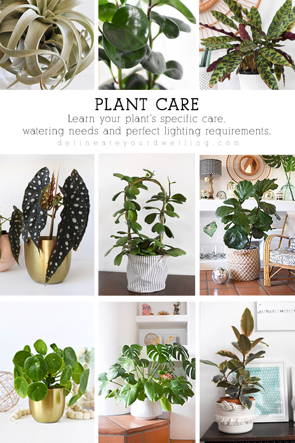 Plant Care