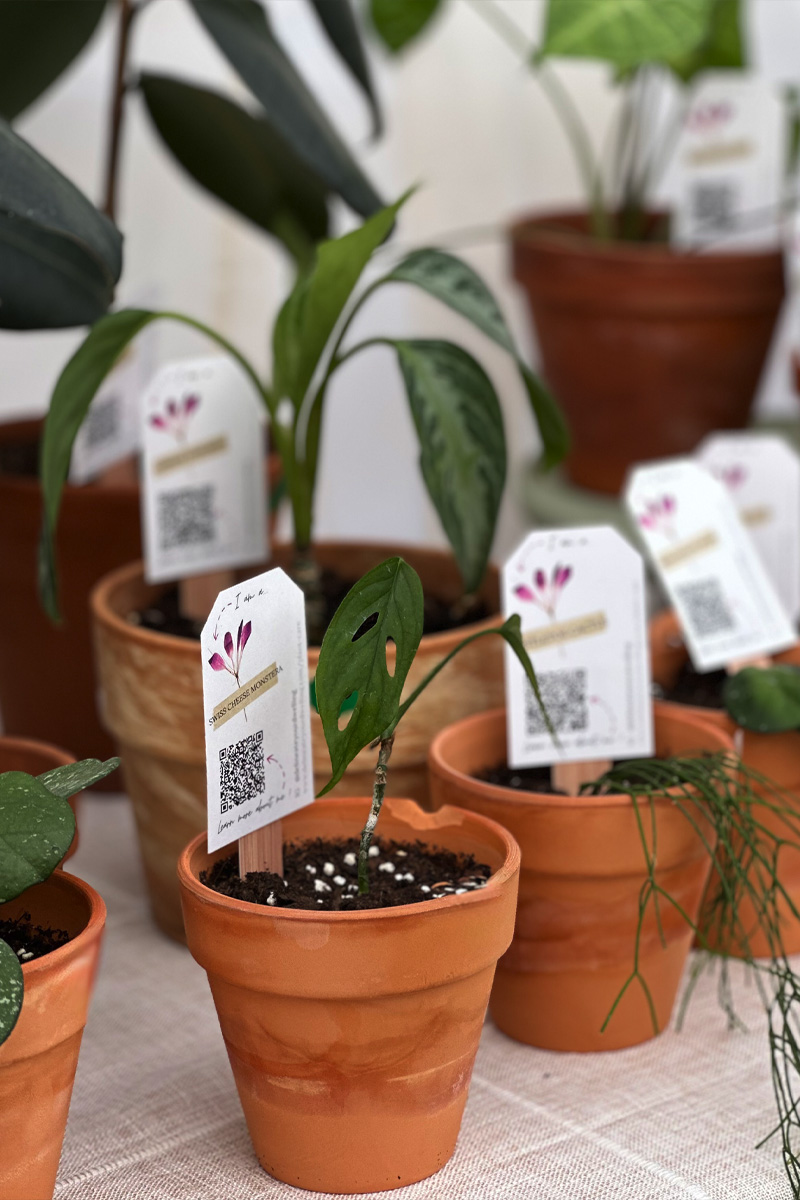 Popup Shop Booth selling potted indoor plants