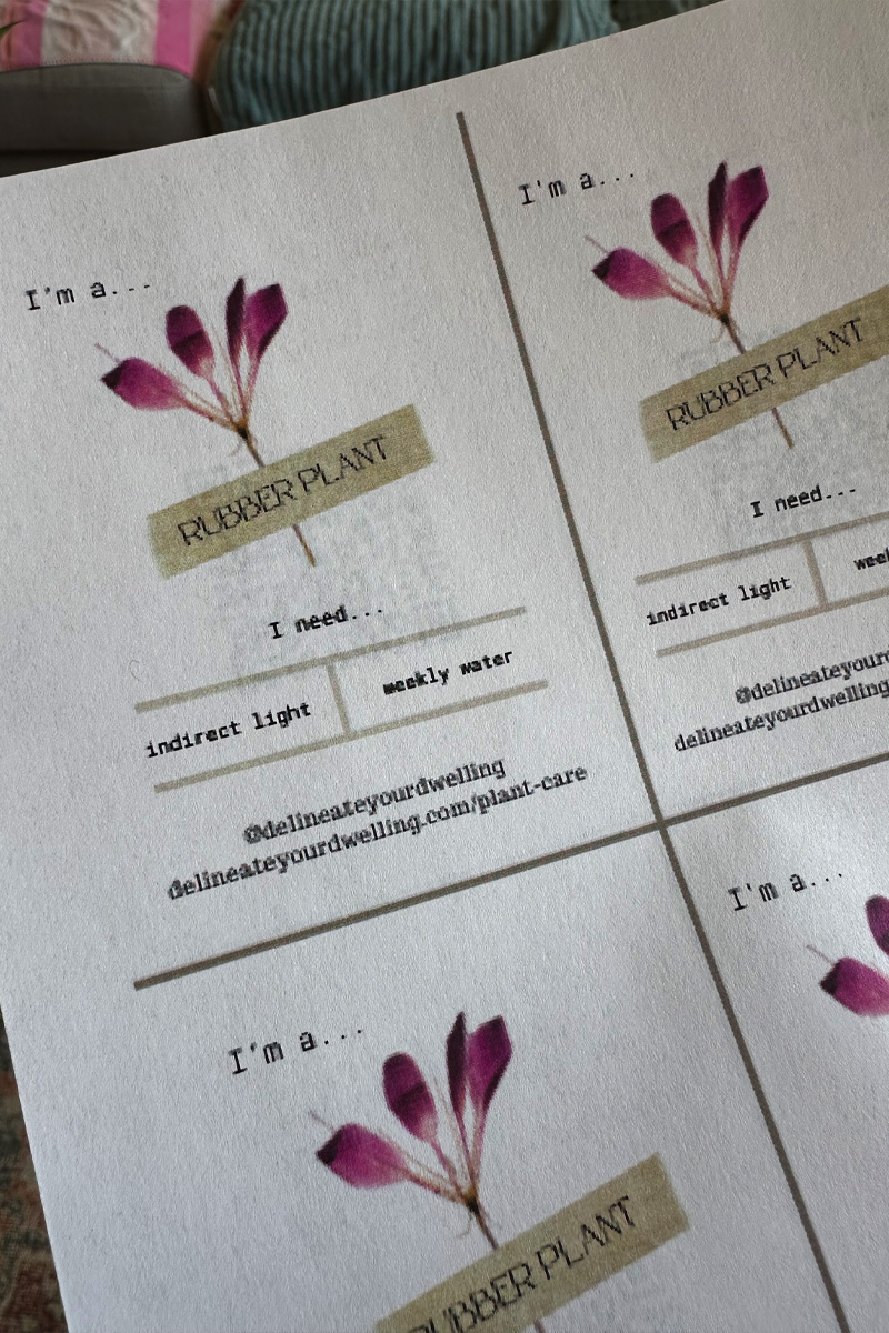 Canva made plant tags for Rubber Plants