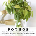 Pothos Care