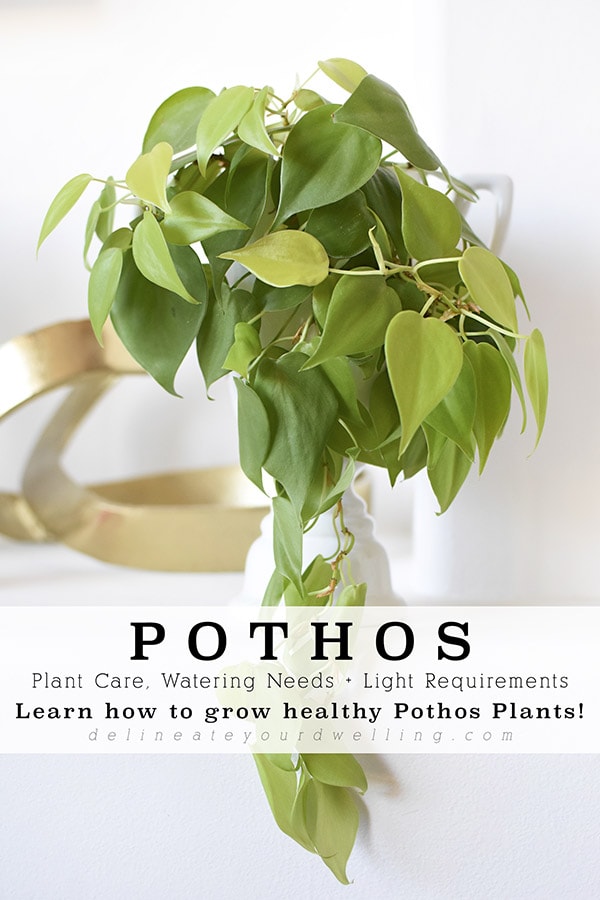 Easy Pothos Plant General Care Tips