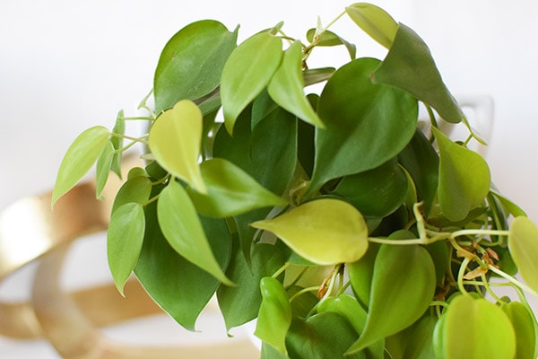 Neon Pothos Green Leaves