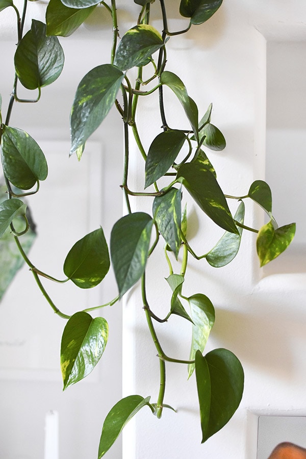 Golden Pothos Trailing Leaves