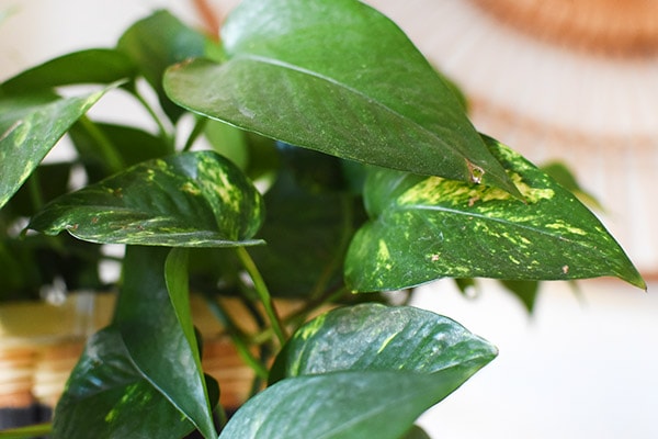 Golden Pothos Care