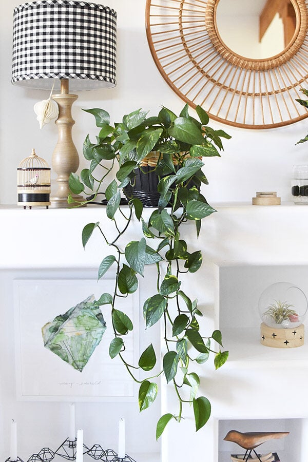 Golden Pothos Trailing Plant Care