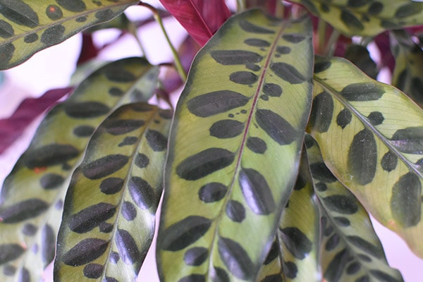 Rattlesnake Prayer Plant leaves