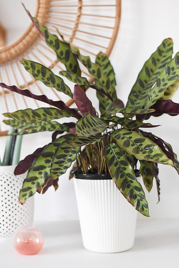 Prayer Plant in white pot