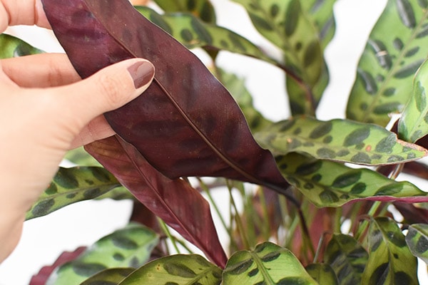 Rattlesnake plant leaves underneath