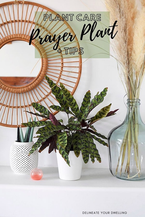 Prayer Plant Care and Tips