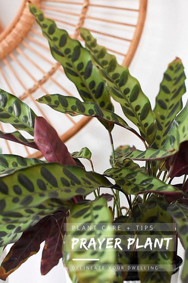 Calathea Prayer Plant