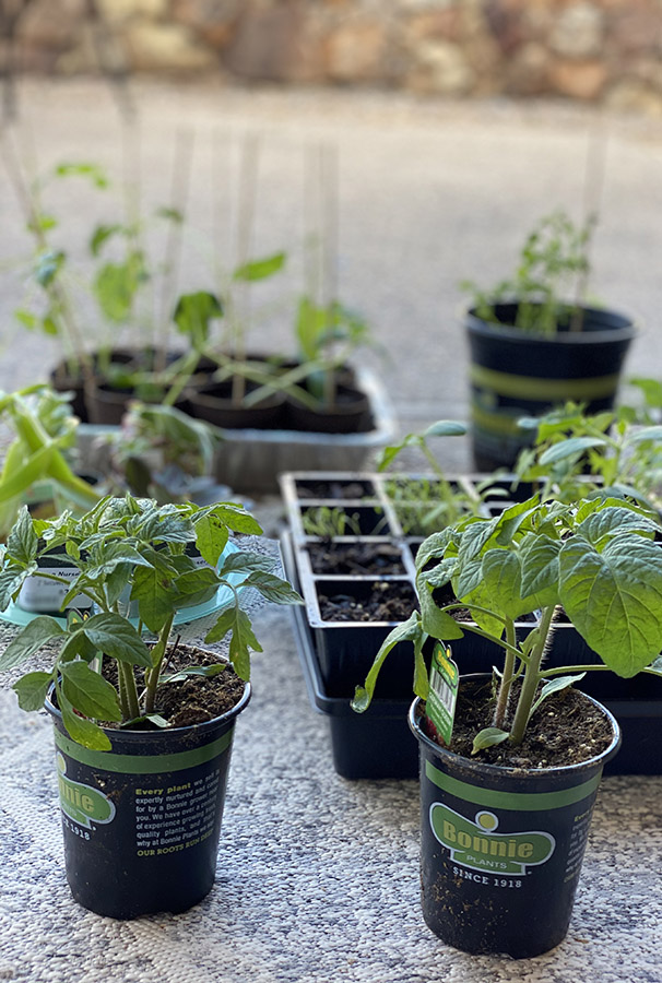 Vegetable plants