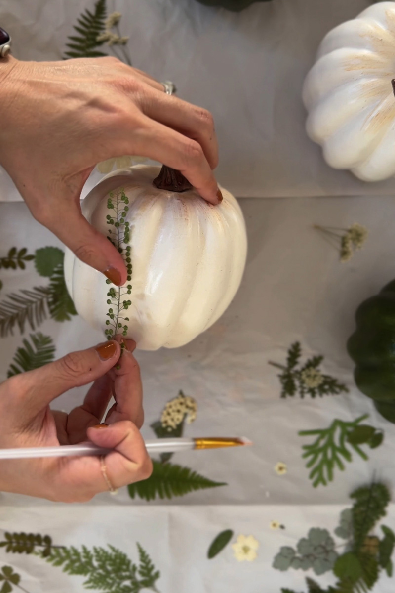 White pumpkin with green leaf