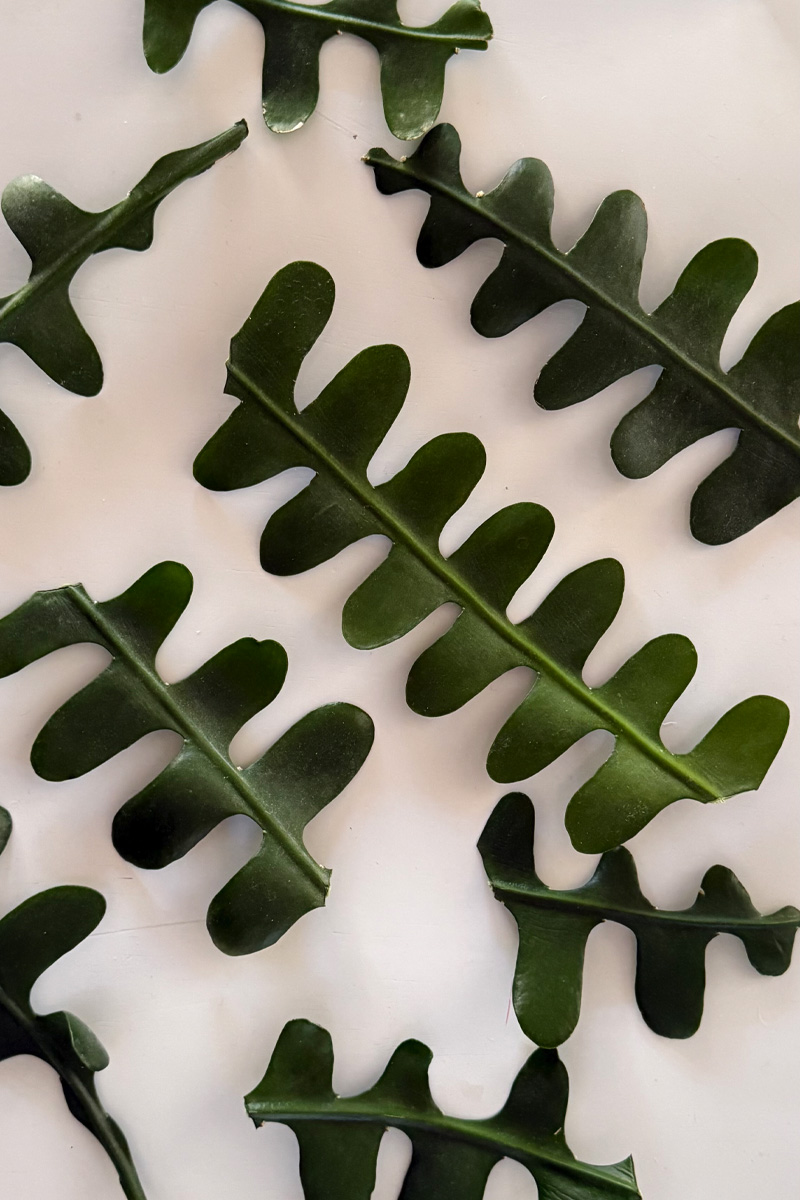 Calloused Fishbone Cactus cuttings