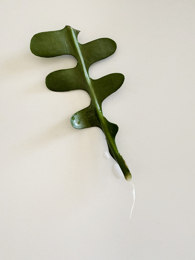 Fishbone Cactus cutting with 1" root