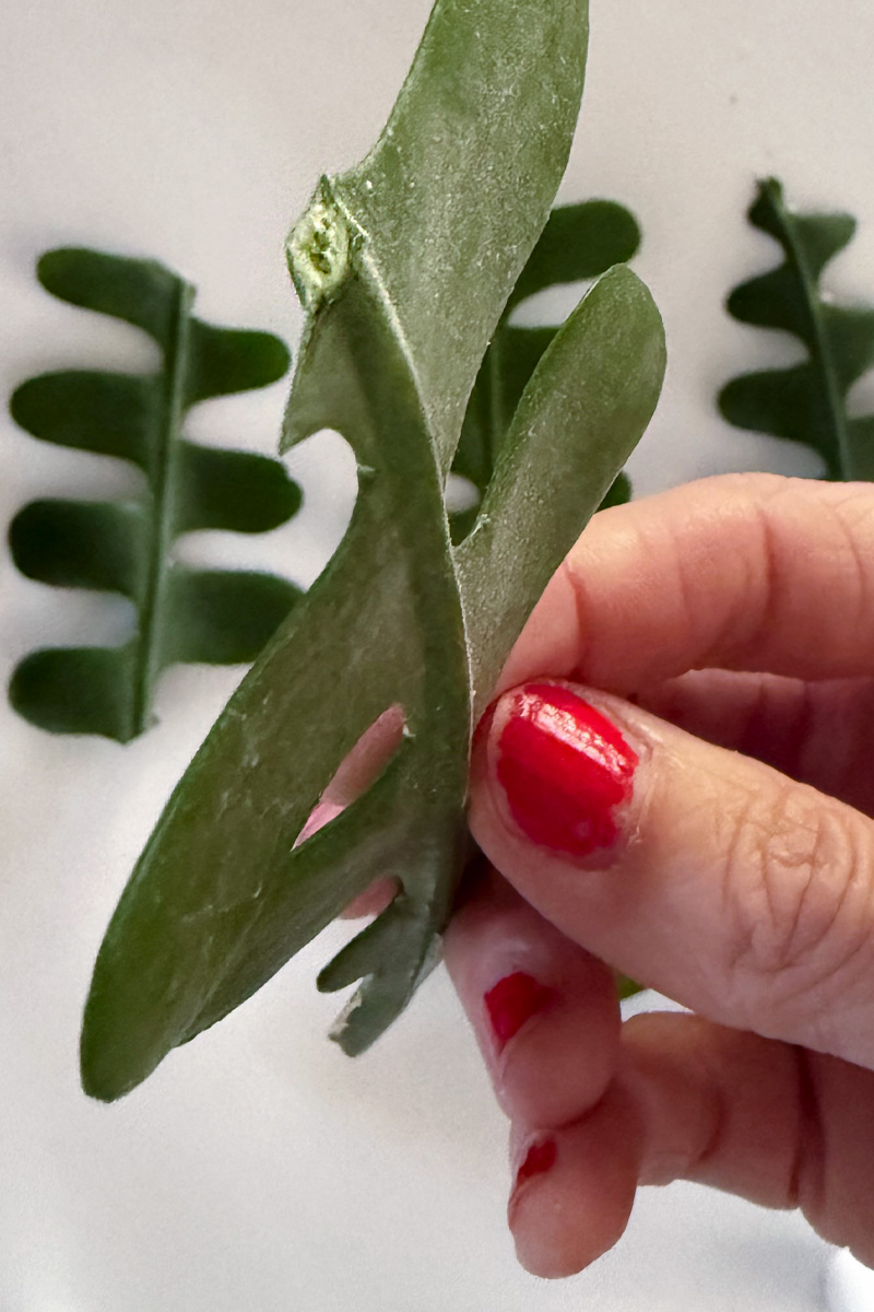 Fishbone Cactus cutting drying out