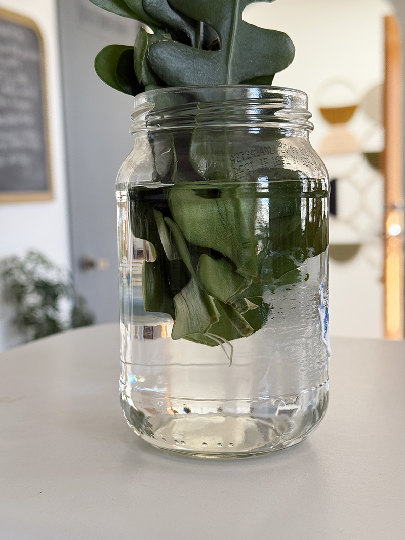 Fishbone Cactus cuttings in a mason jar of water
