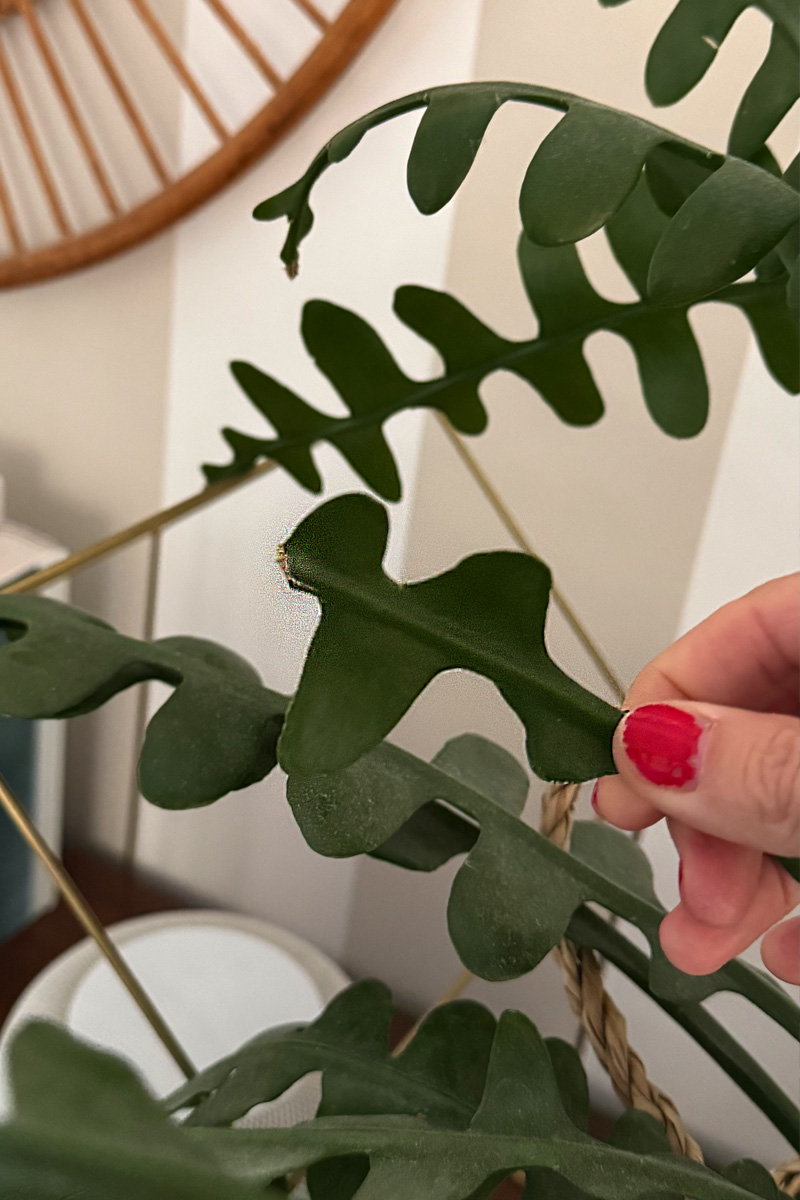 Holding a Fishbone Cactus stem