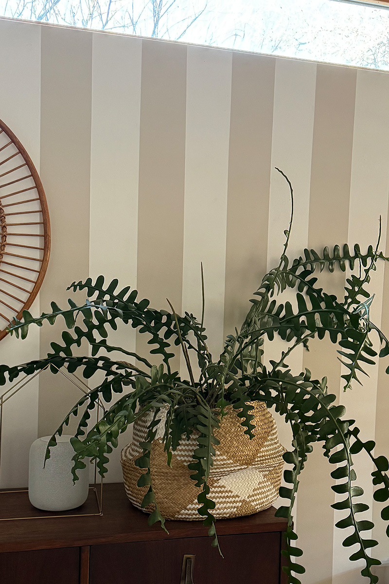 Large Fishbone Cactus plant in a basket