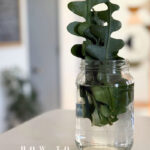 How to propagate Fishbone Cactus plants