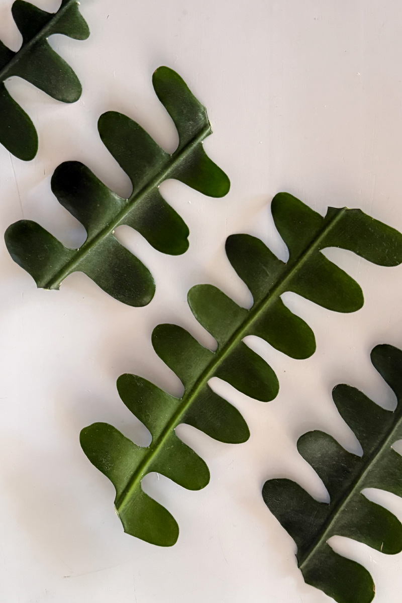 5" Fishbone Cactus cuttings