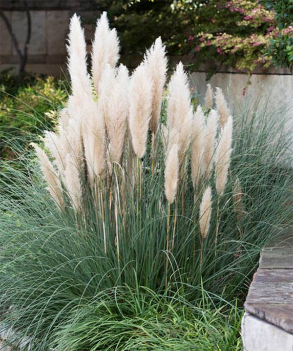 Pumila Dwarf Pampas Grass