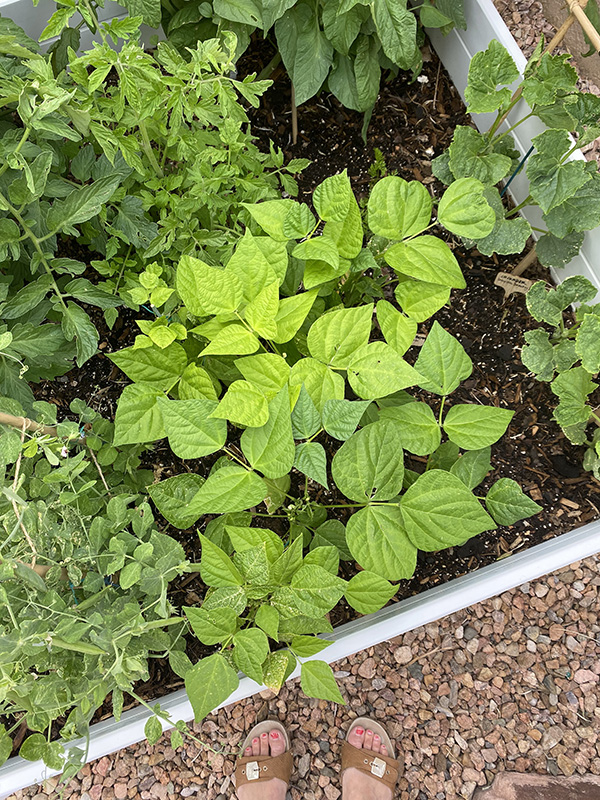 Lush Green Vegetable Garden