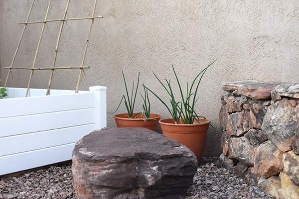 Vegetables in Pots