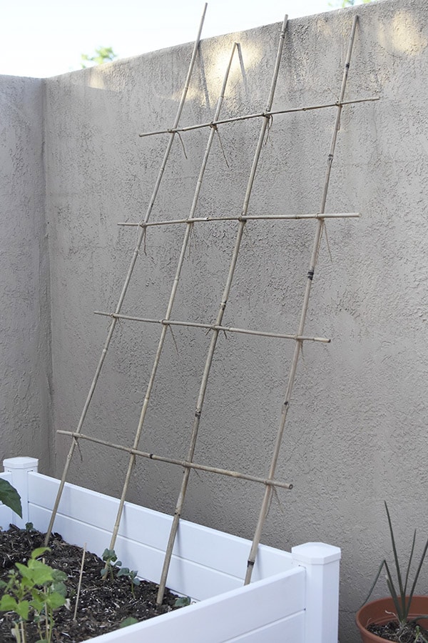 Bamboo Trellis