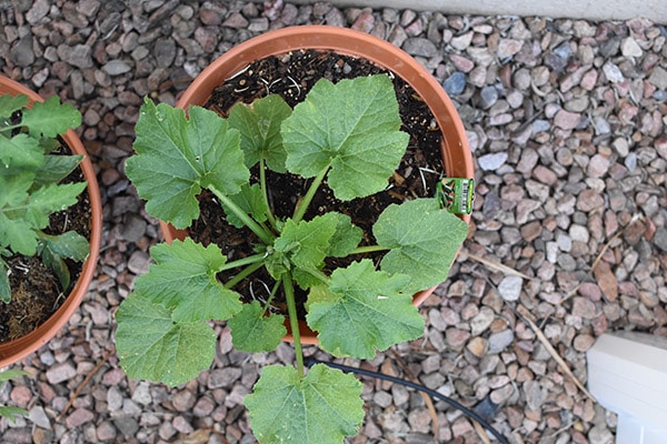 Zucchini in a pot