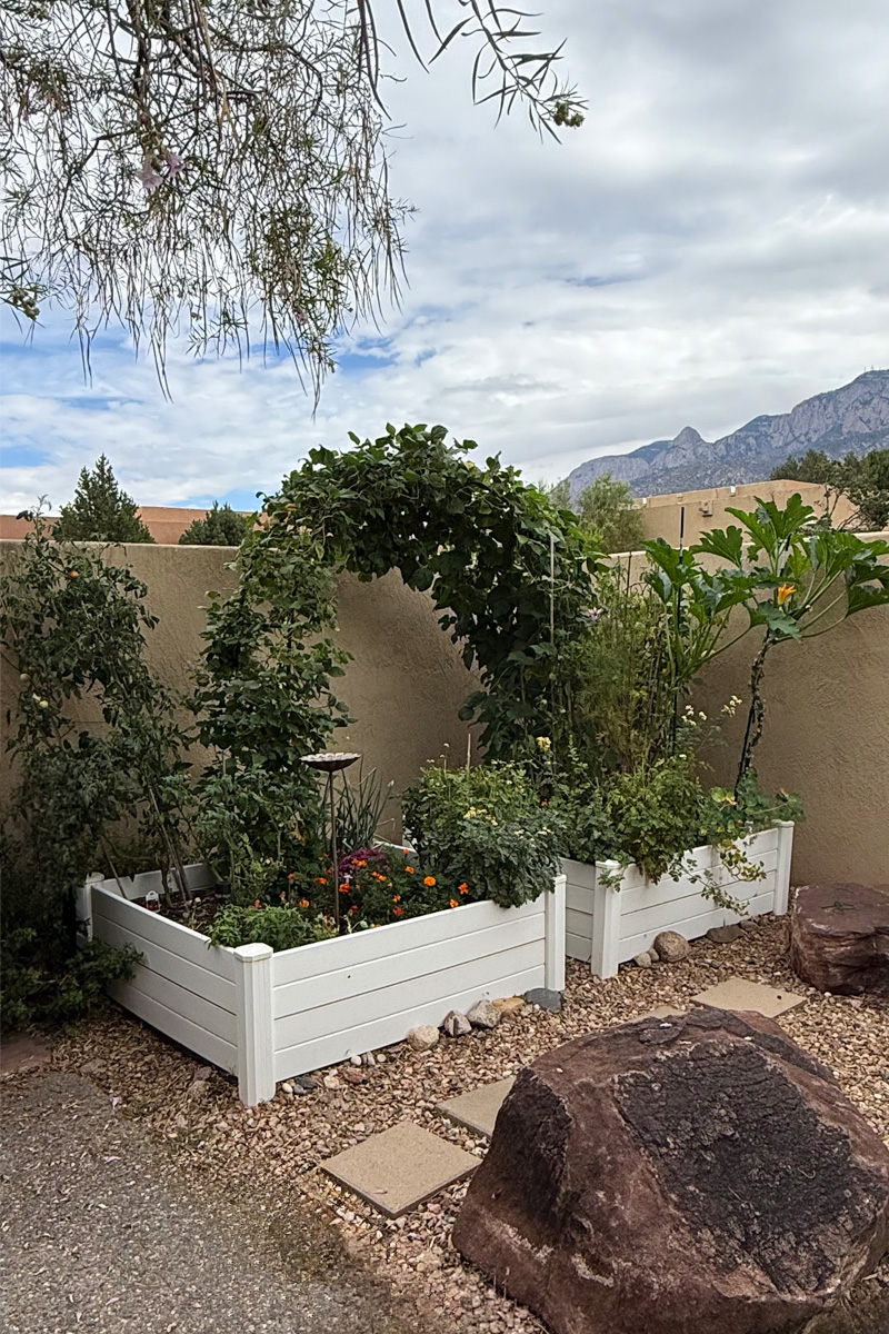 Two white raised vegetable garden beds with an arch of green beans