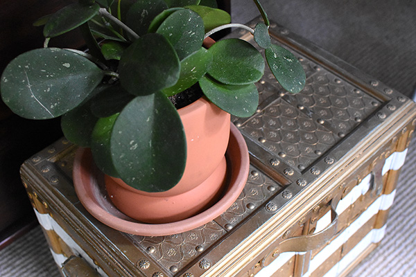 Hoya plant in pot