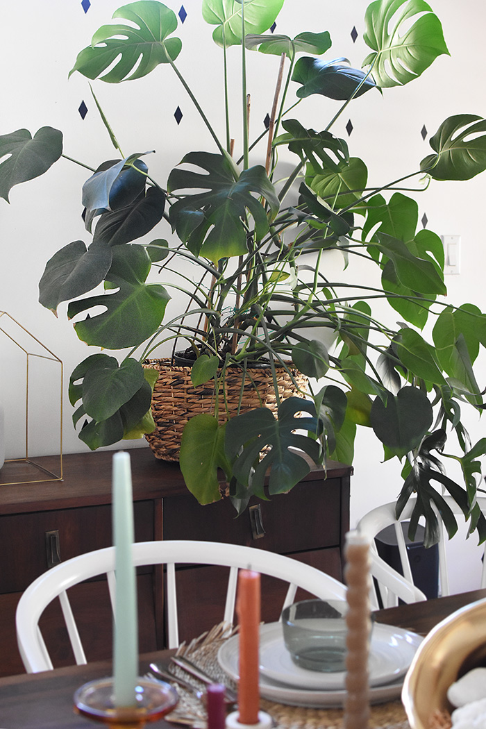 Monstera Plant in a basket