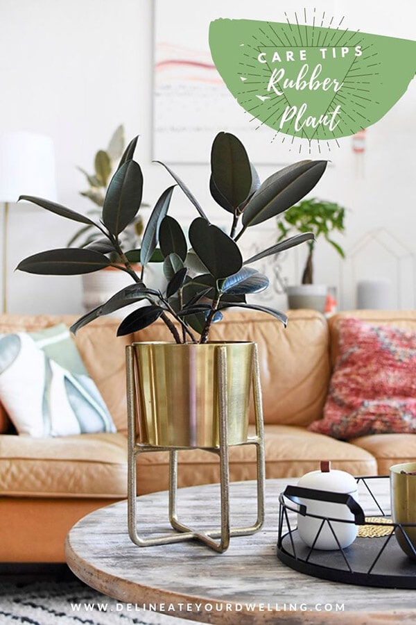 Rubber Plant potted