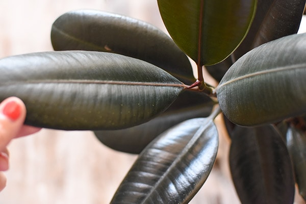 Rubber Plant Leaf