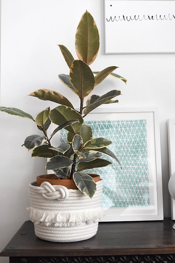 Variegated Rubber Plant