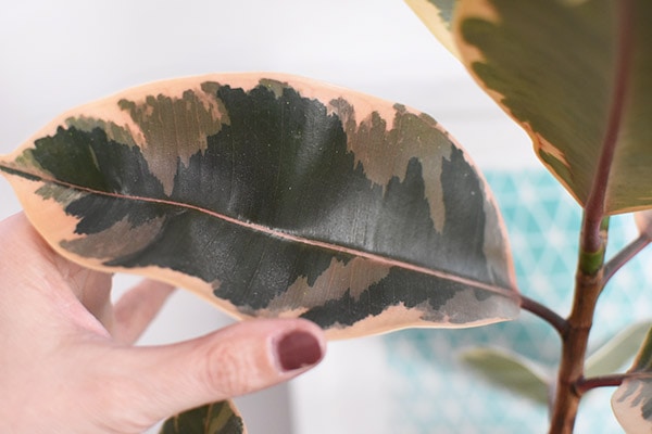 Pink Rubber Plant Leaf