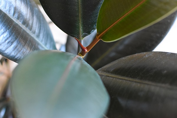 Dark Green Rubber Plant leaf