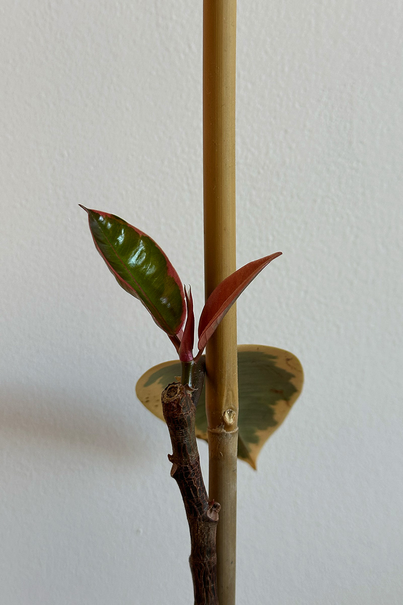 New Rubber Plant leaves