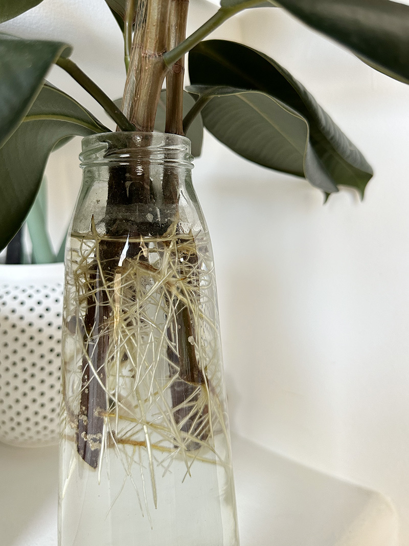 Rubber plant roots in water