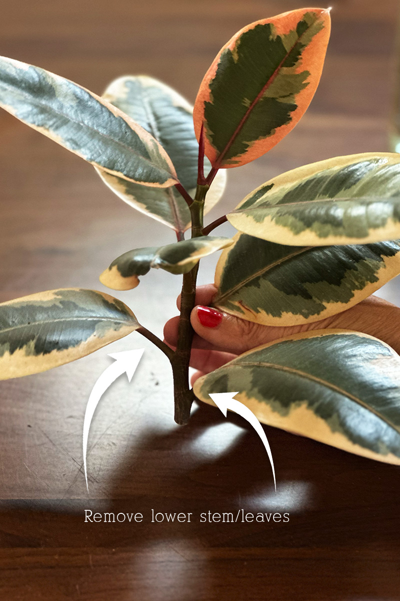 Cut Rubber Plant branch