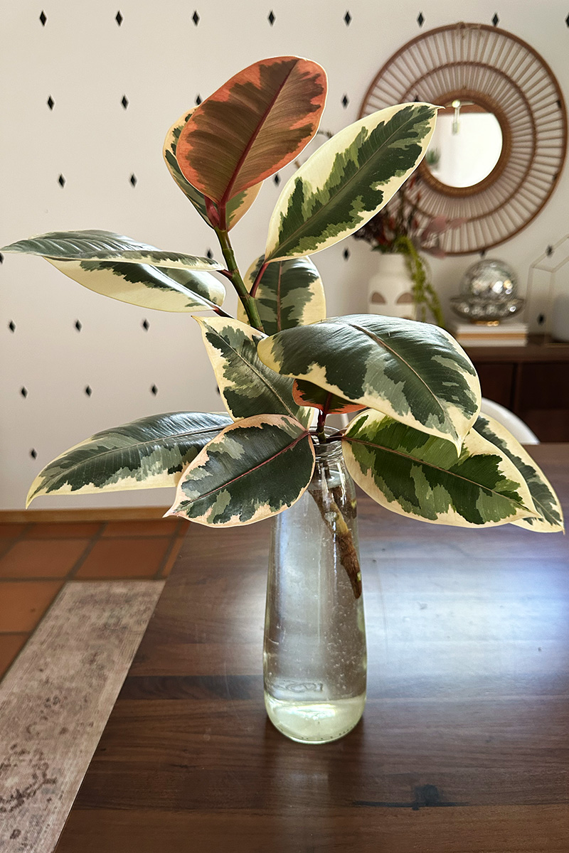 Propagated Rubber Plant