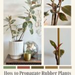 Rubber-Plant-Water-Propagation