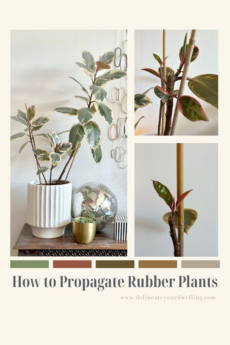 Propagate Rubber Plants