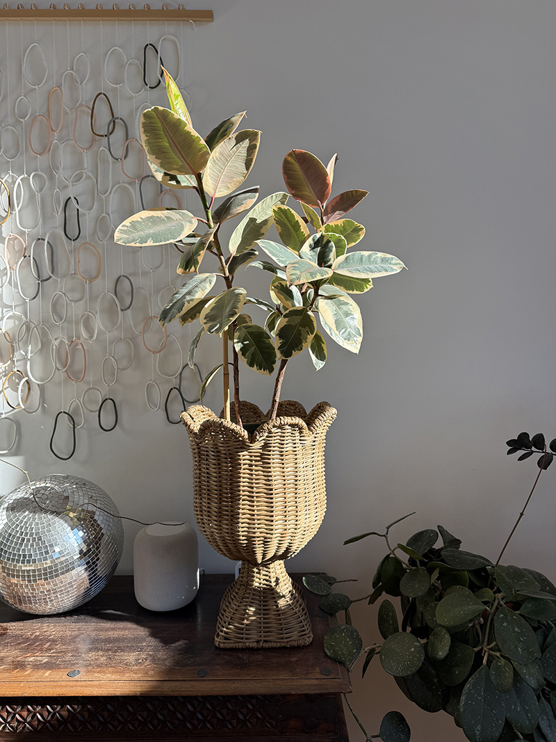 Healthy variagated Rubber plant