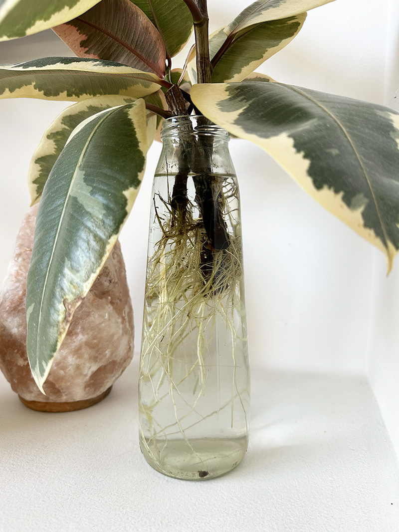 Water Propagation : Rubber Plant Roots