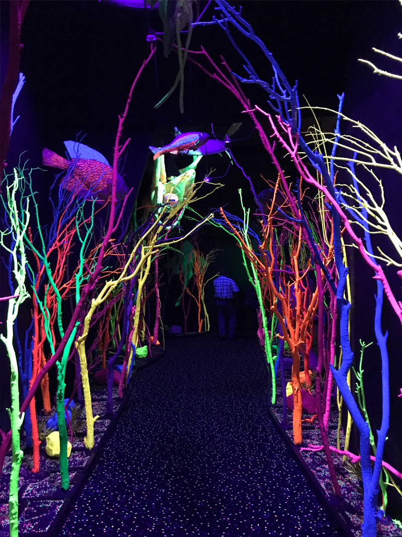 Meow Wolf, Santa Fe New Mexico