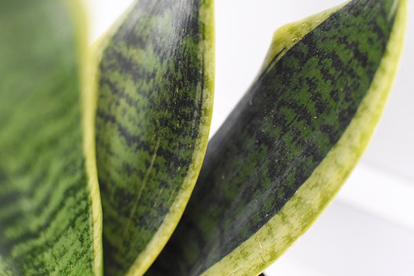 Snake Plant leaf